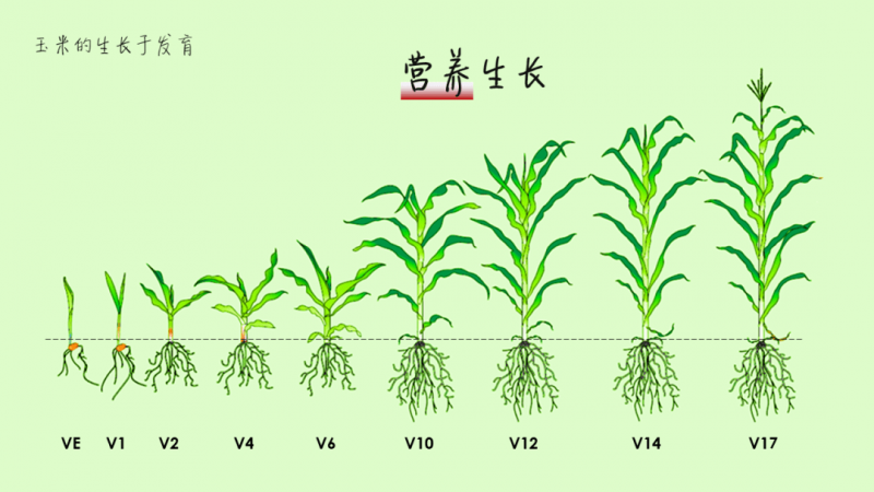 玉米的生长过程图片 第1张