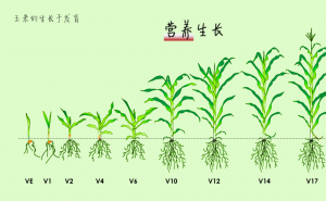 玉米的生长过程图片