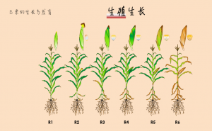 玉米的生长过程图片 第3张