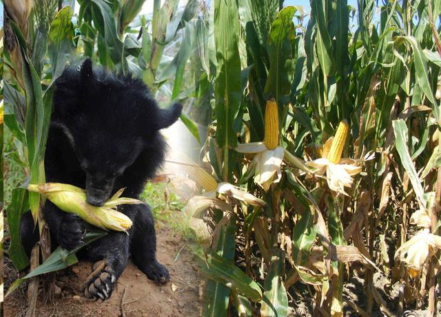 狗熊掰玉米图片 第1张