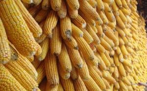 玉米晒干图片 第2张