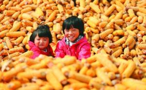 儿童玉米丰收图片 第3张