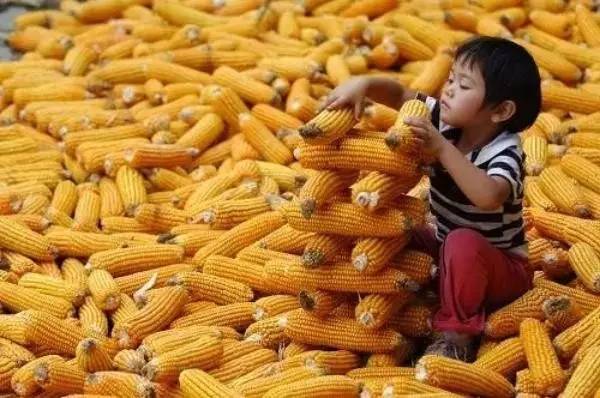 儿童玉米丰收图片 第2张