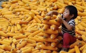 儿童玉米丰收图片 第2张