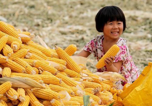 儿童玉米丰收图片 第1张