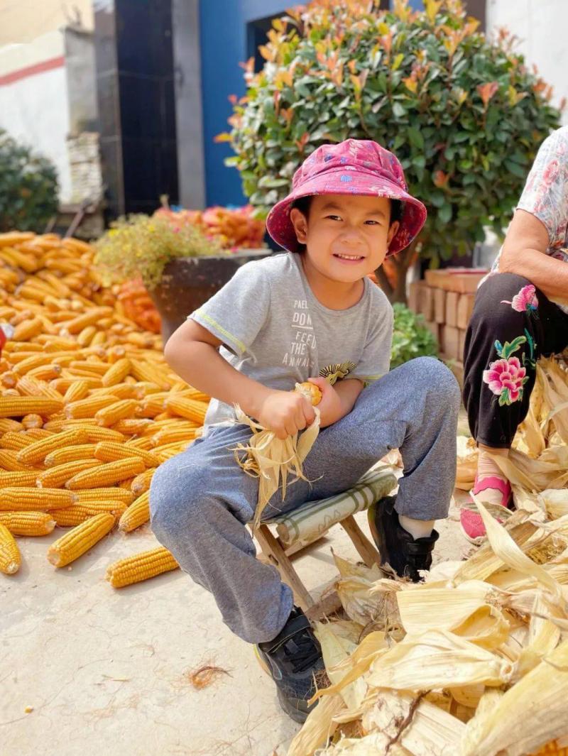 儿童玉米丰收图片 第4张