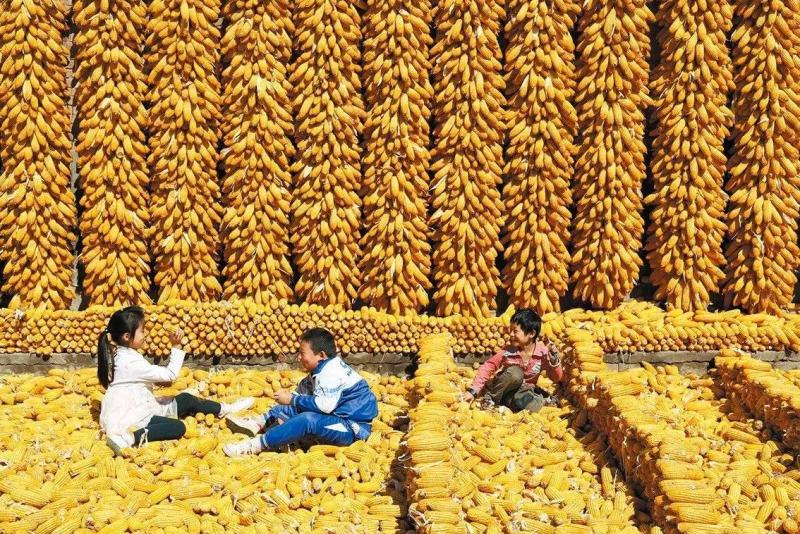 儿童玉米丰收图片 第5张