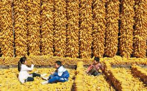 儿童玉米丰收图片 第5张