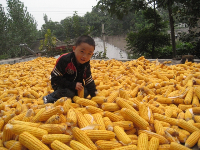 儿童玉米丰收图片 第6张