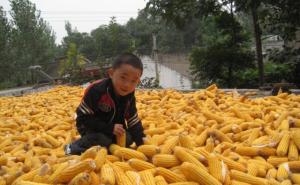 儿童玉米丰收图片 第6张