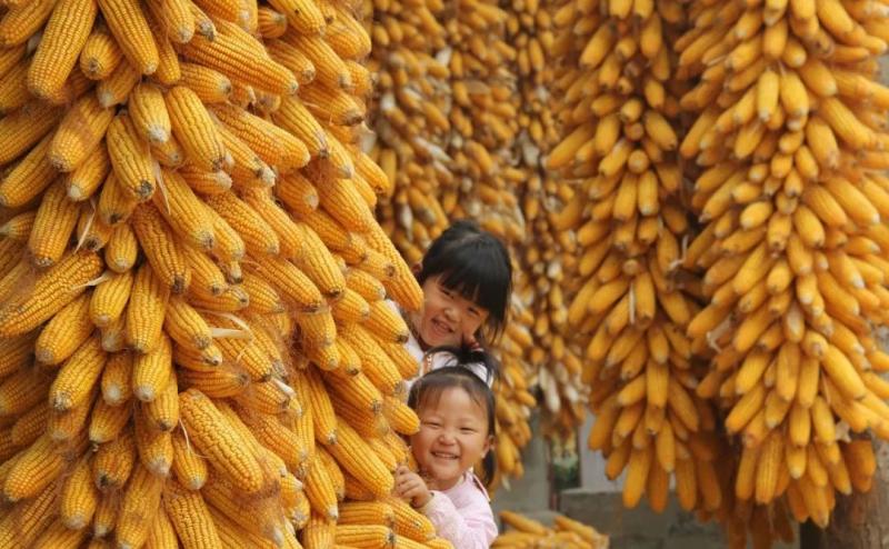 儿童玉米丰收图片 第8张