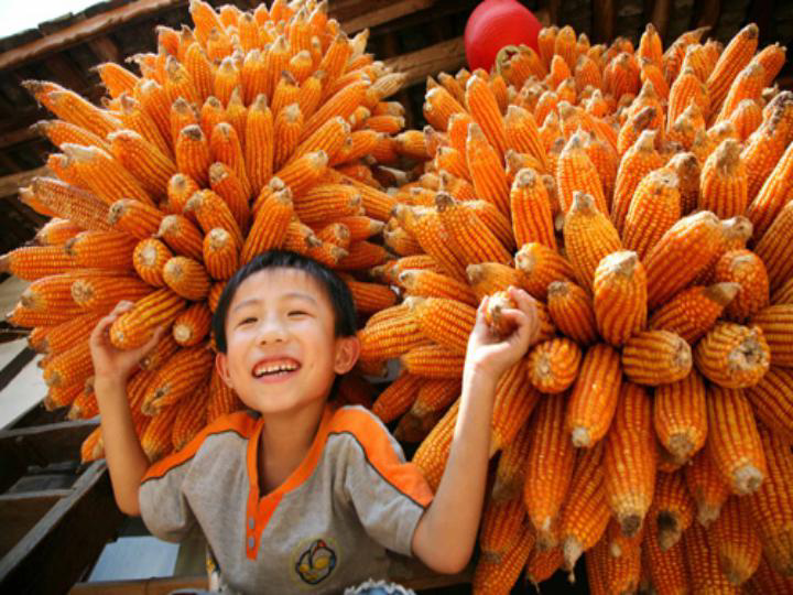 儿童玉米丰收图片 第7张