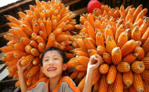 儿童玉米丰收图片 第7张