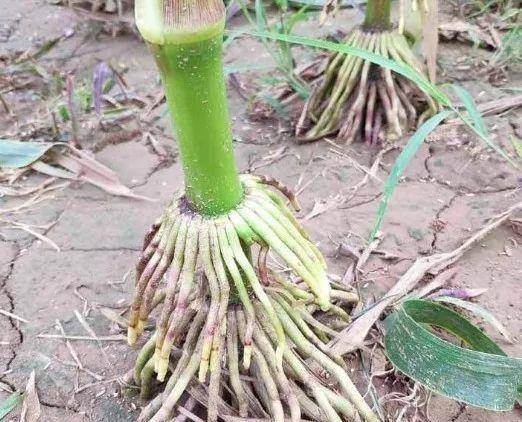 玉米根图片 第1张