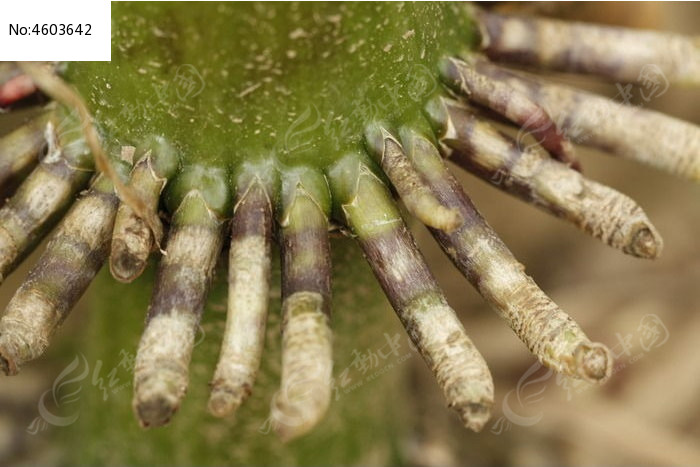 玉米根图片 第2张