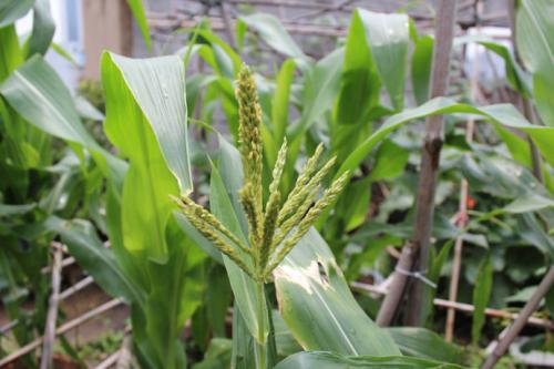 玉米开花图片 第1张