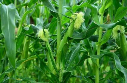 玉米开花图片 第3张