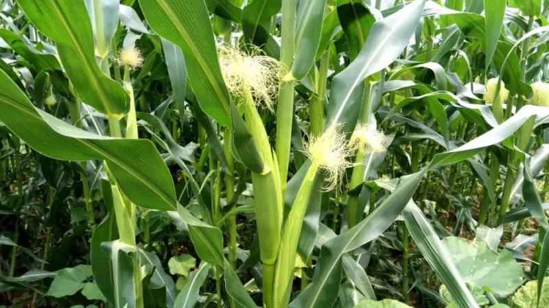 玉米开花图片 第2张