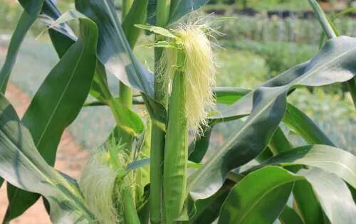 玉米开花图片 第4张