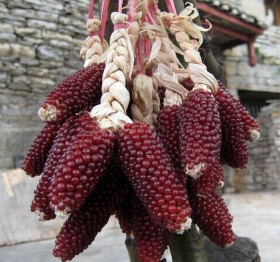 草莓玉米图片 第2张