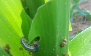 玉米粘虫图片 第3张