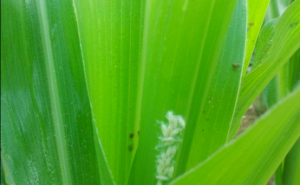 玉米粘虫图片 第2张