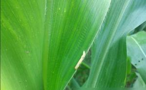 玉米粘虫图片 第4张