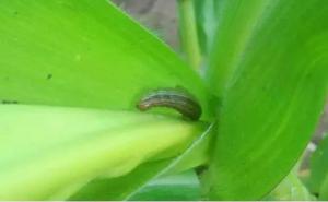 玉米粘虫图片 第6张