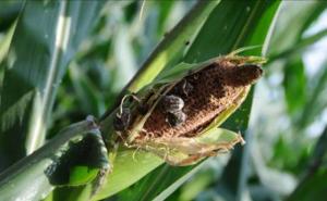 玉米粘虫图片 第5张