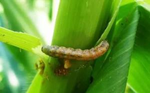 玉米粘虫图片 第9张