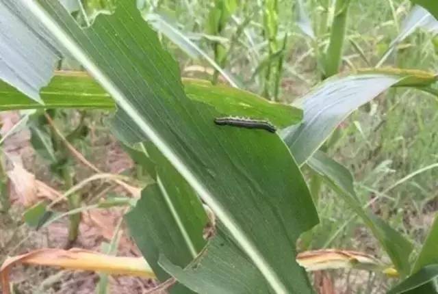 玉米粘虫图片 第10张