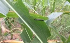 玉米粘虫图片 第10张