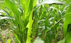 玉米粘虫图片 第11张