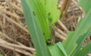 玉米粘虫图片 第7张
