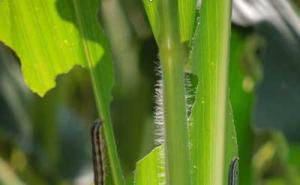 玉米粘虫图片 第8张