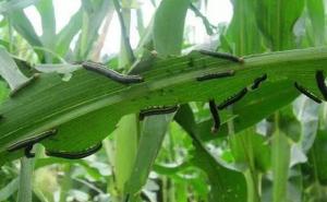 玉米粘虫图片 第13张