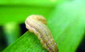 玉米粘虫图片 第12张