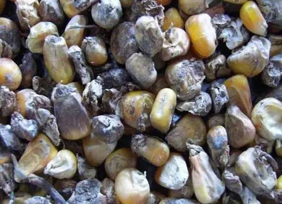 玉米发霉图片 第2张