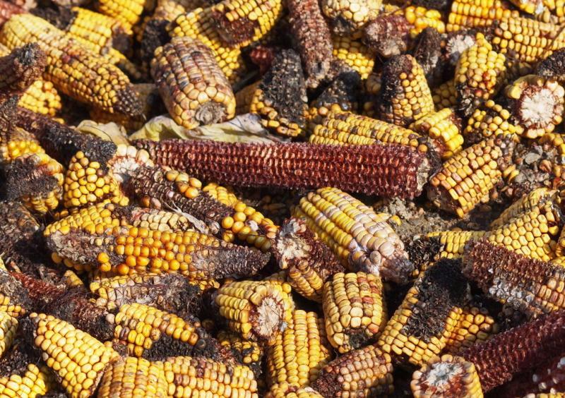 玉米发霉图片 第3张