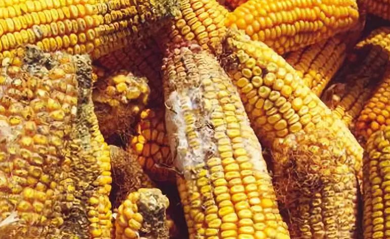 玉米发霉图片 第5张