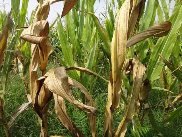 玉米叶枯病图片 第1张