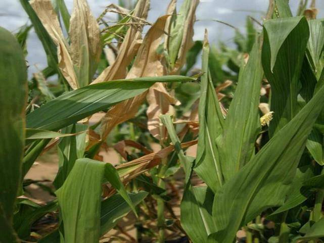 玉米叶枯病图片 第4张
