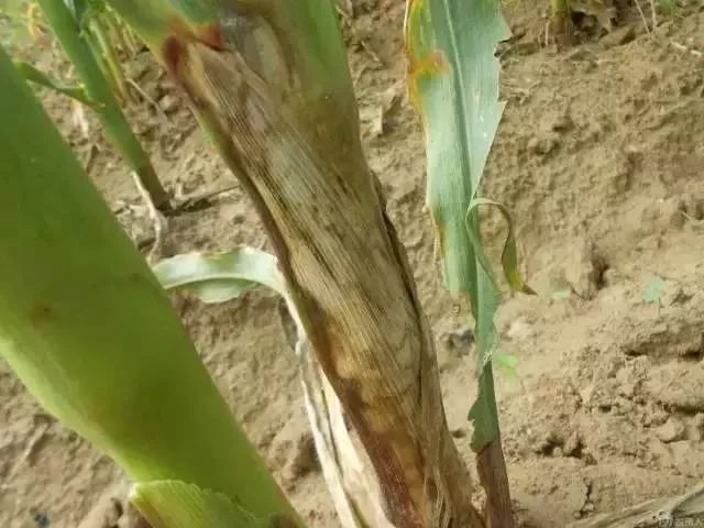 玉米叶枯病图片 第3张