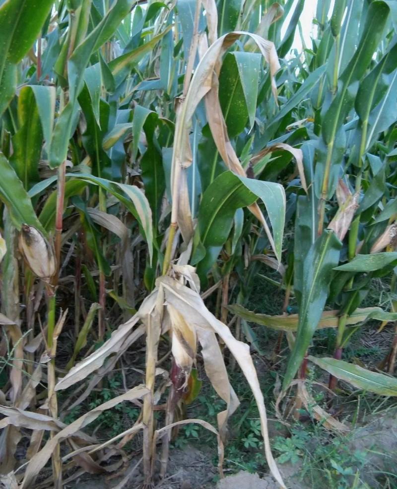 玉米叶枯病图片 第2张