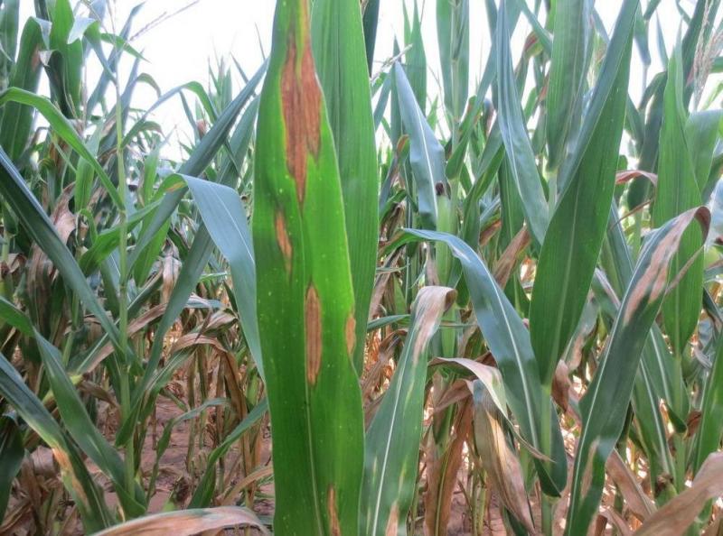 玉米叶枯病图片 第5张