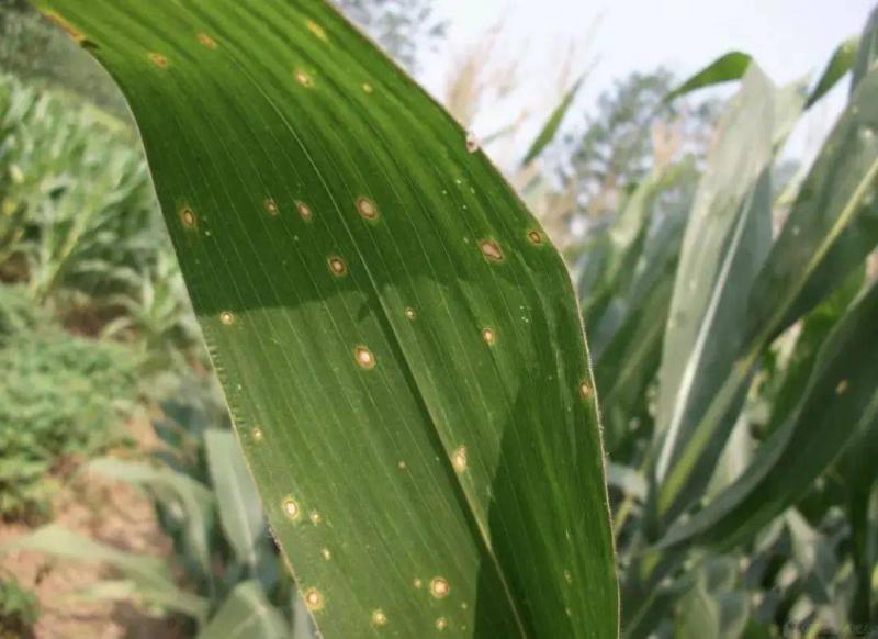 玉米叶斑病图片 第1张