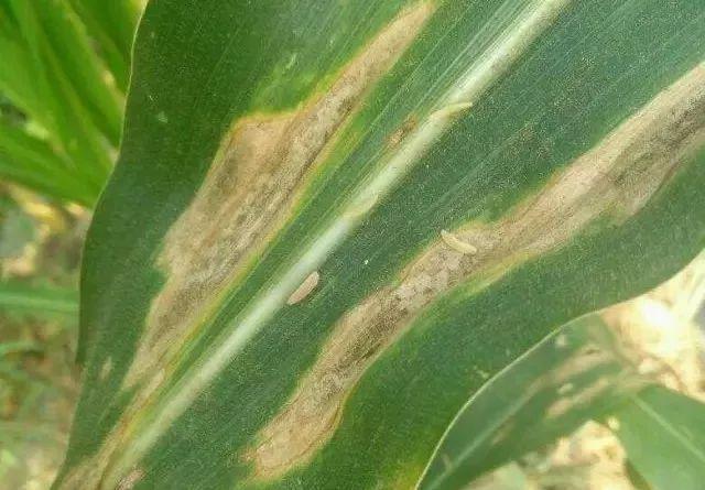 玉米叶斑病图片 第2张