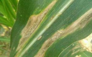 玉米叶斑病图片 第2张