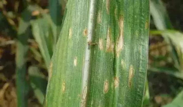玉米叶斑病图片 第4张