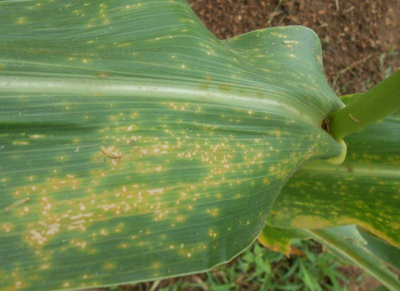 玉米叶斑病图片 第7张